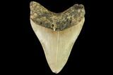 Fossil Megalodon Tooth - North Carolina #109716-2